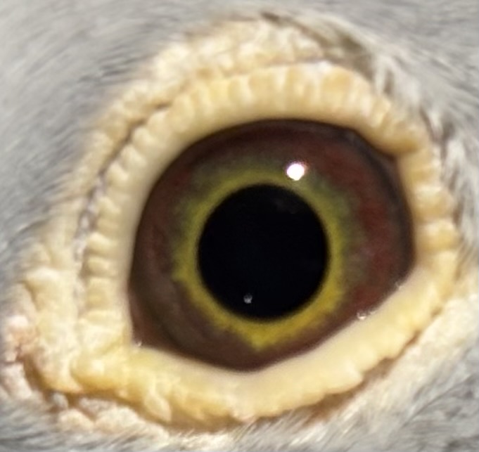 super long distance Jan Aarden 