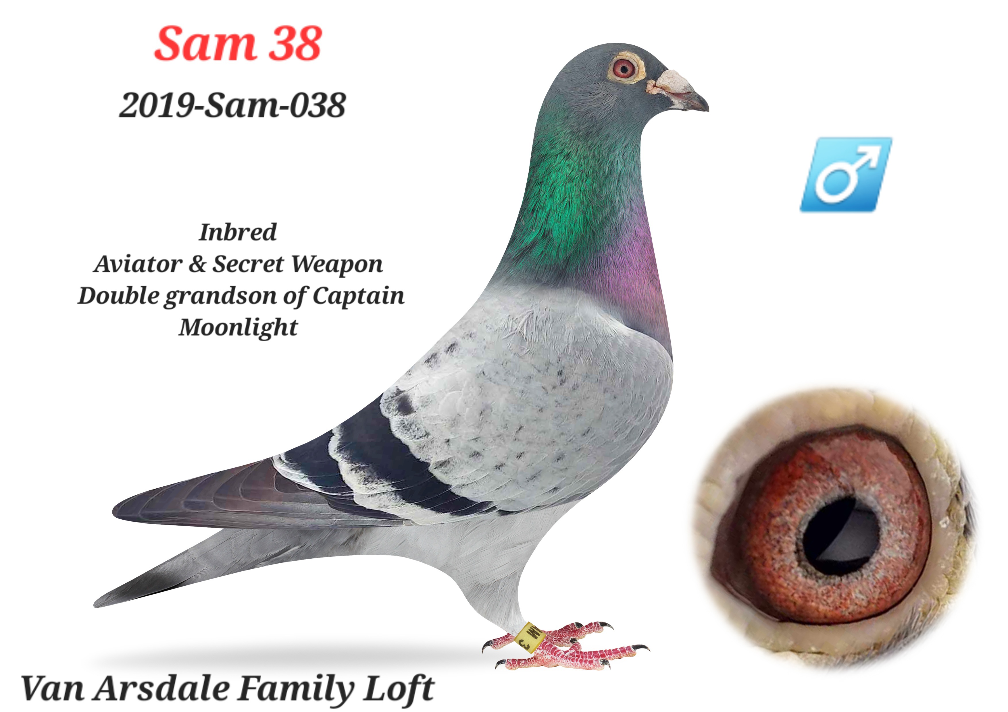Double grandson of Captain Moonlight 
