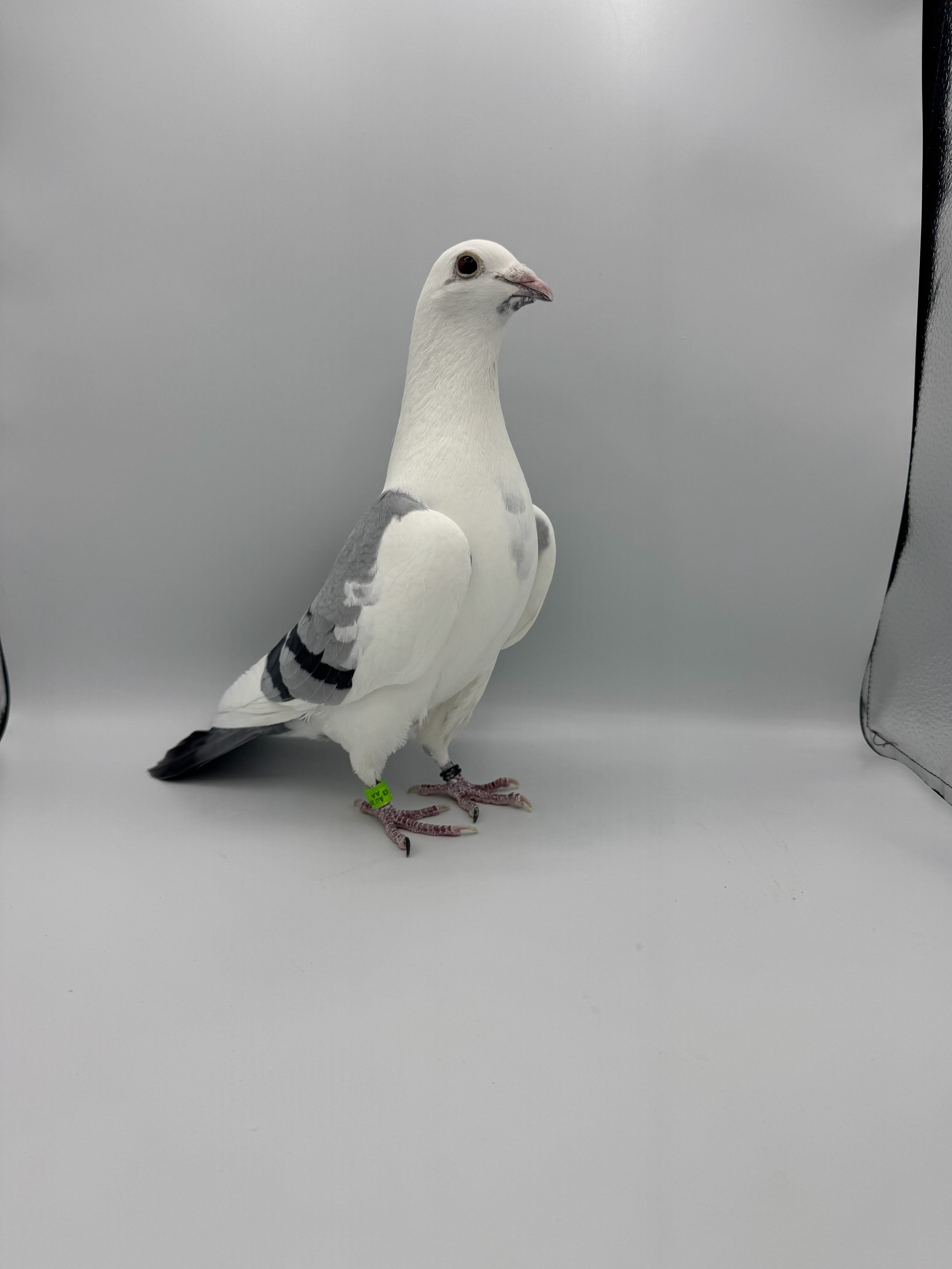 Oscar Devriendt from New Gold Edition X Tinkel Schnee