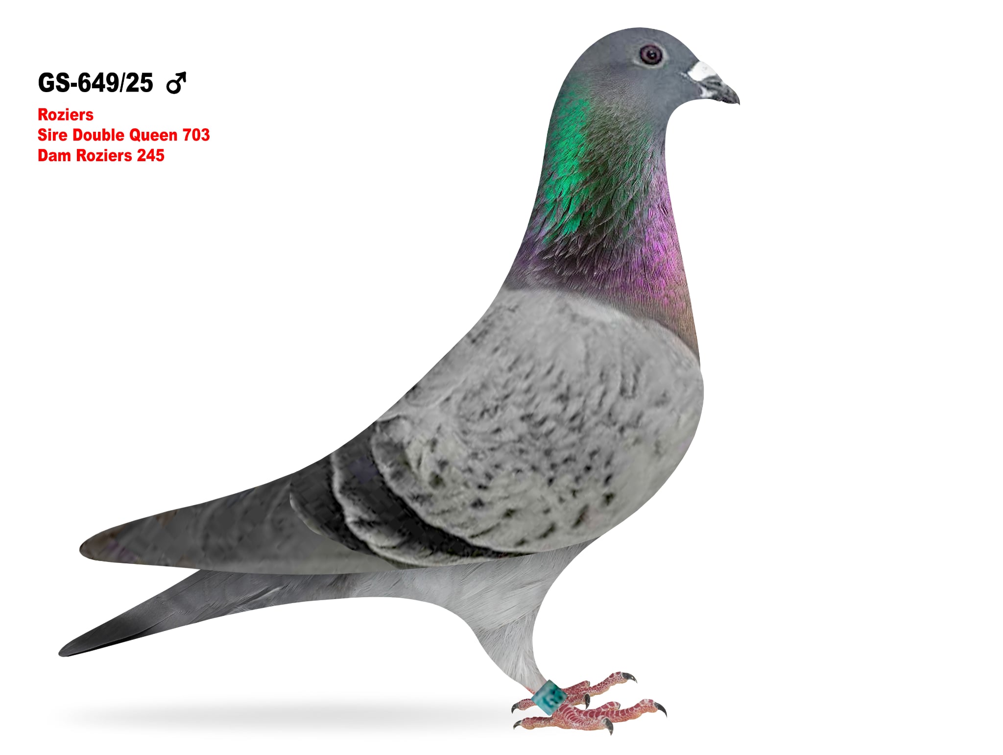 GS-649/25 Roziers cock