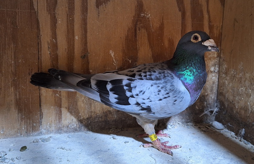  GS-9028/2019 VAN LOON/73 BC COCK 