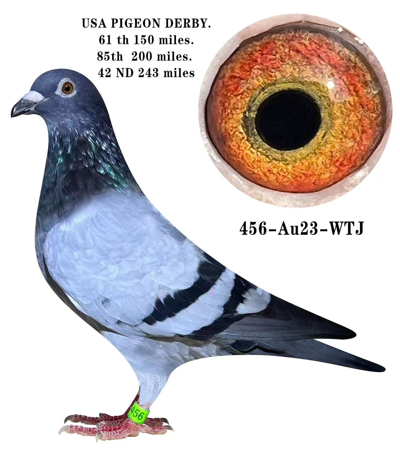 WTJ 2023-456 BB Hen 