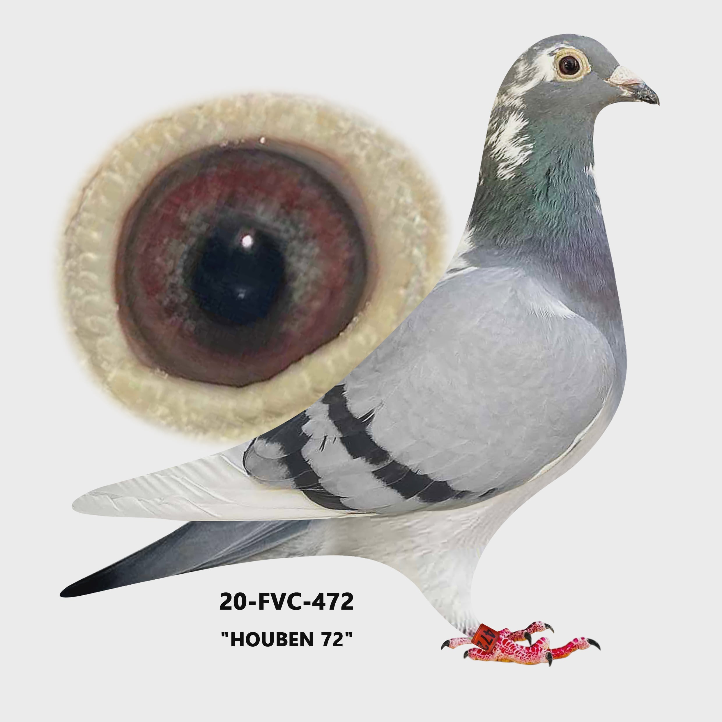 20-FVCF-472 Blue Bar WF. Hen.