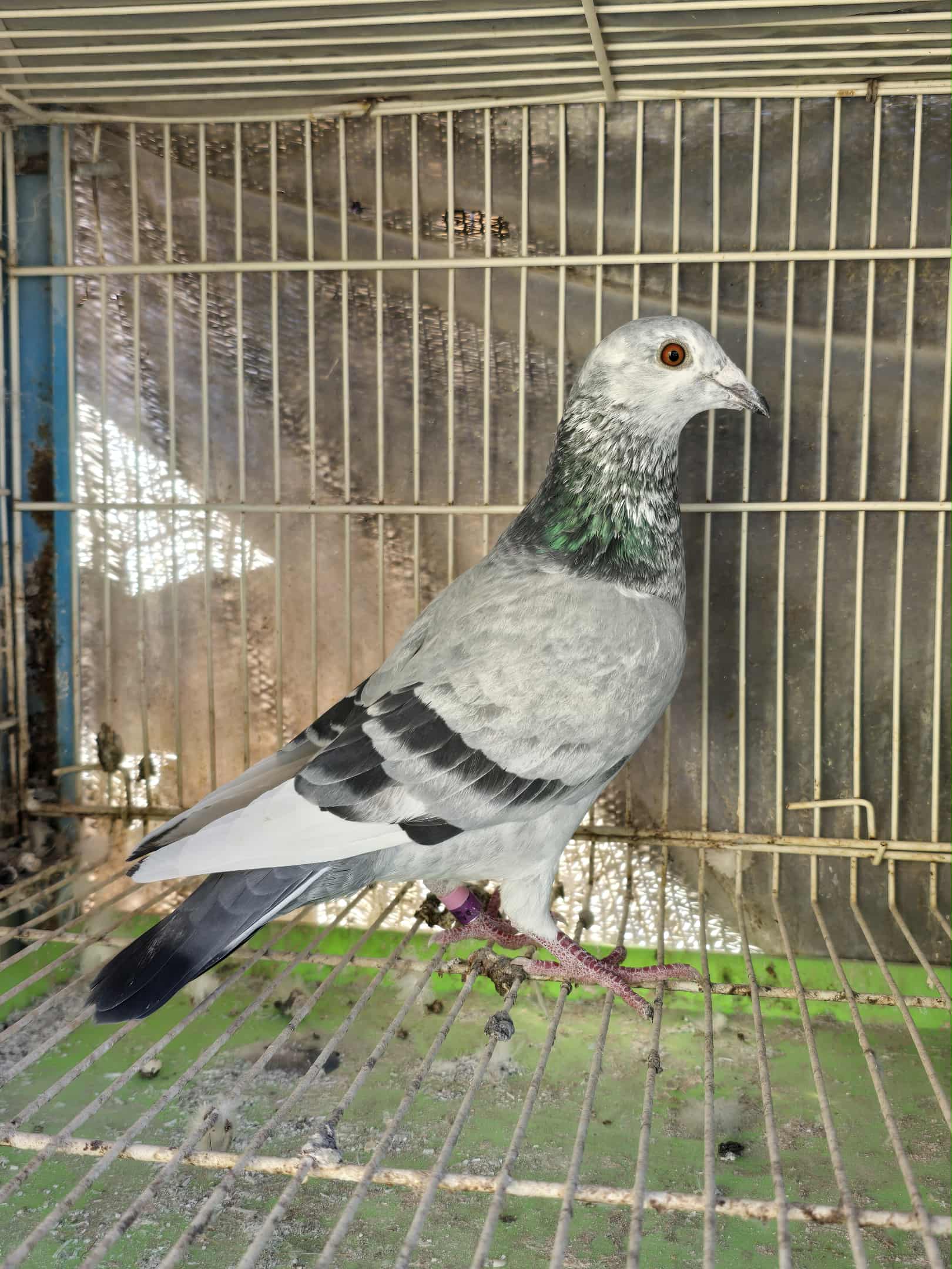 NDVR 69 (2025 Cock) - Goed Grijs Kittel