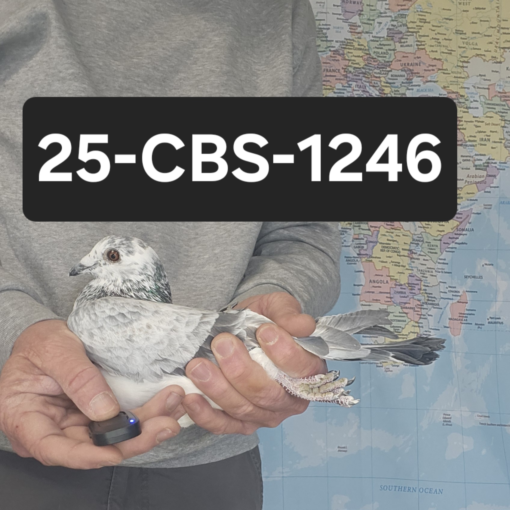 25-CBS-1246 Grizzle Splash cock.