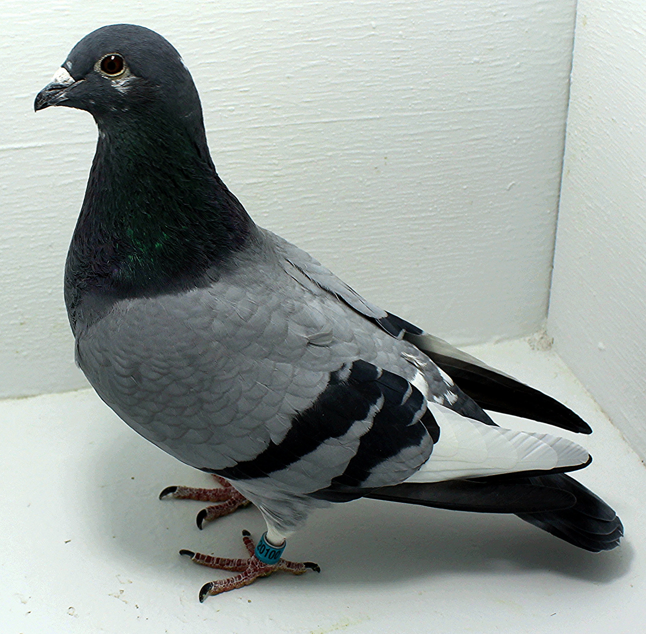 AU 20100 FOYS 2025 Pure Hansenne Cock