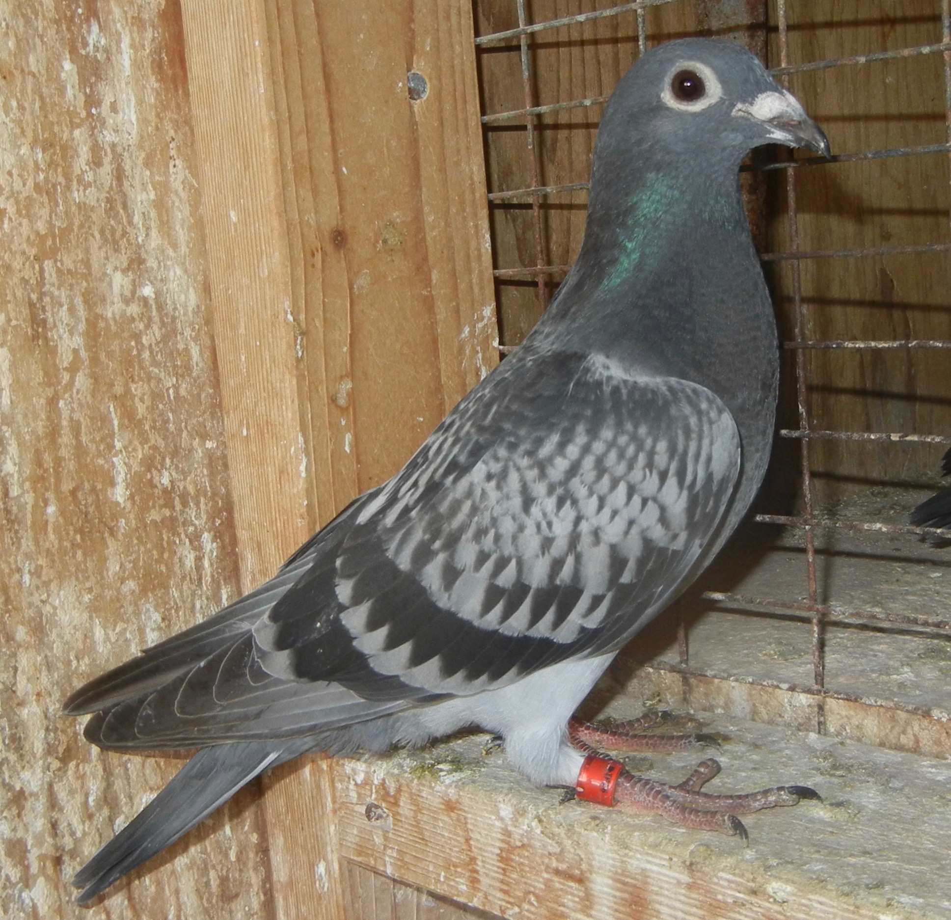 Preview Image 1