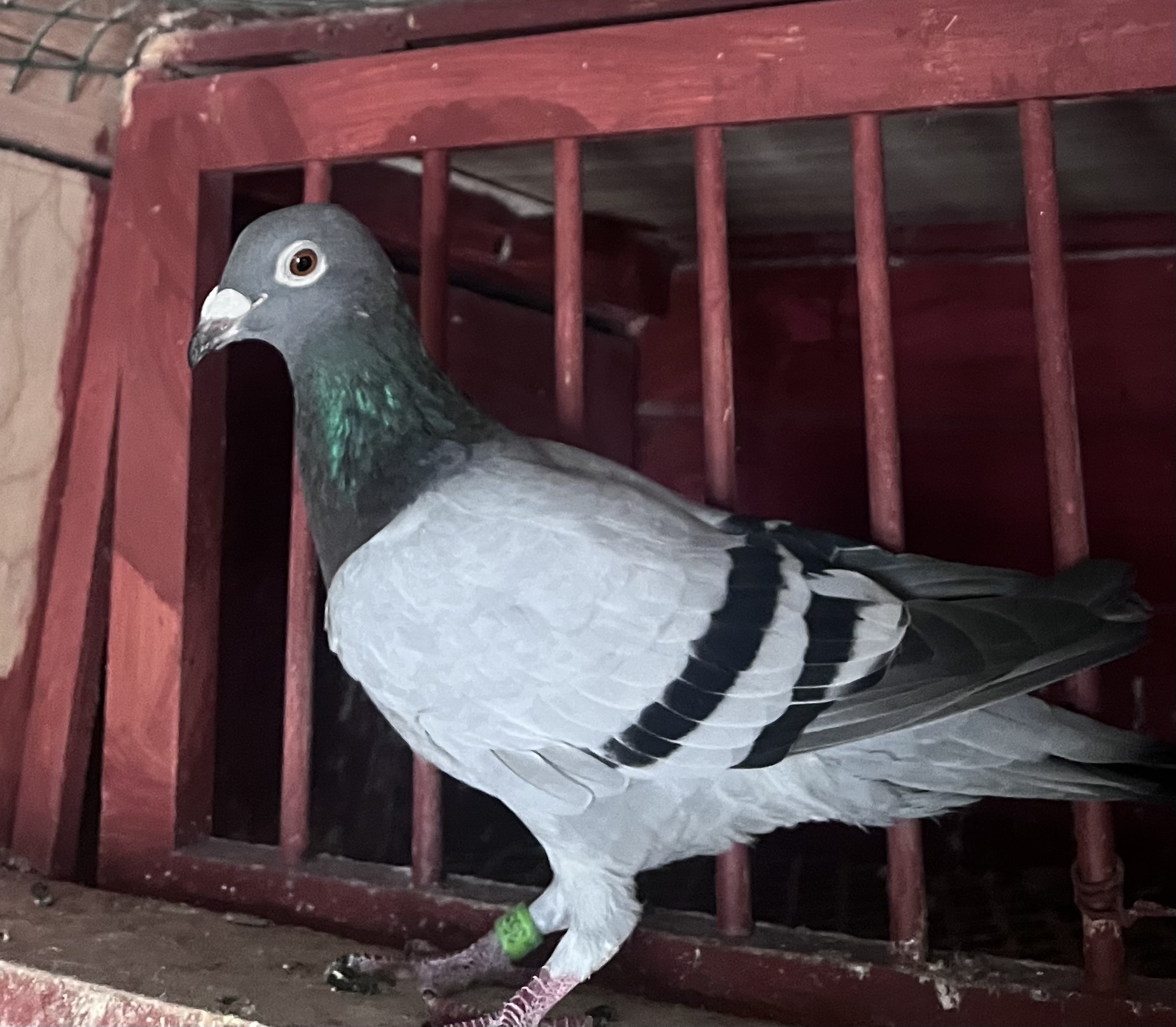AU 2023 BIG ANDYS 355 Blue Bar Hen