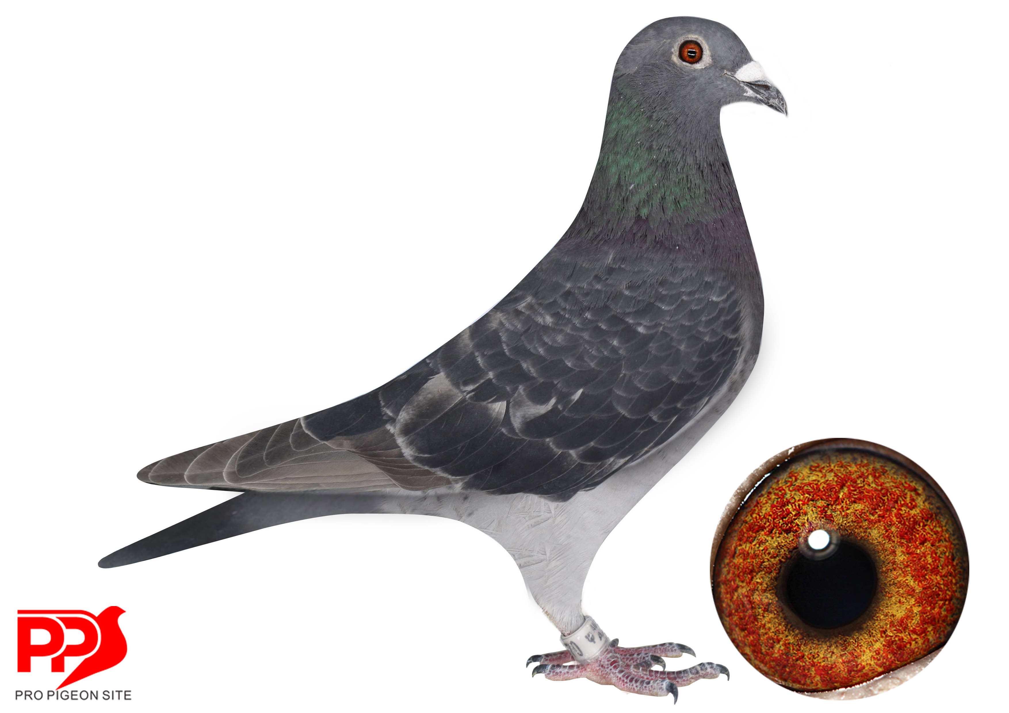 iPigeon.com - Racing Pigeon Auction
