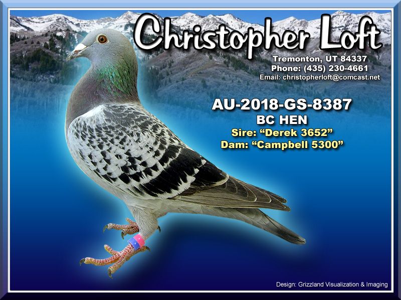 GS-8387/2018 Ken Christopher BC Van Loon Hen , Proven Foundation Breeder