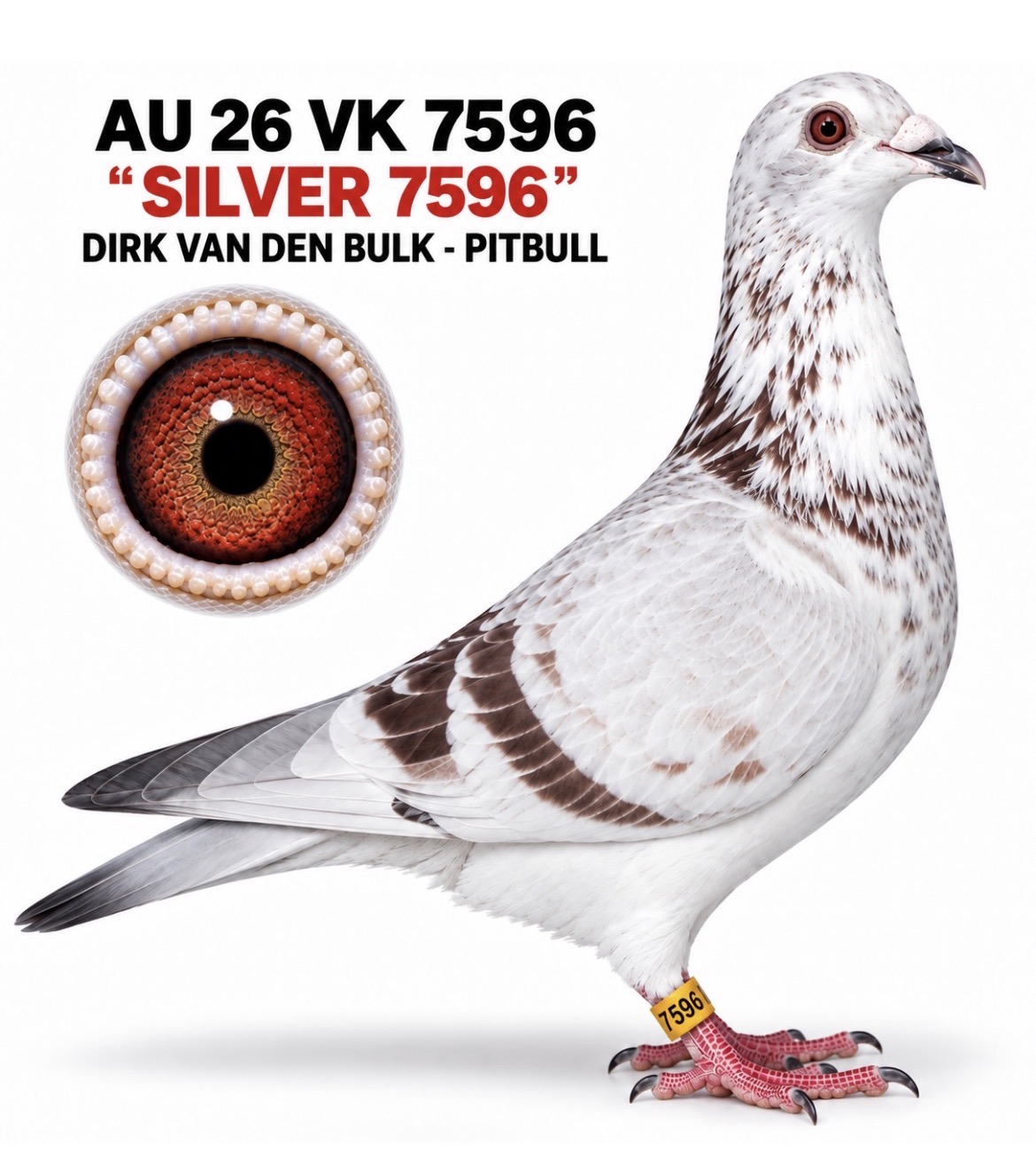 DIRK VAN DEN BULK - PITBULL 777