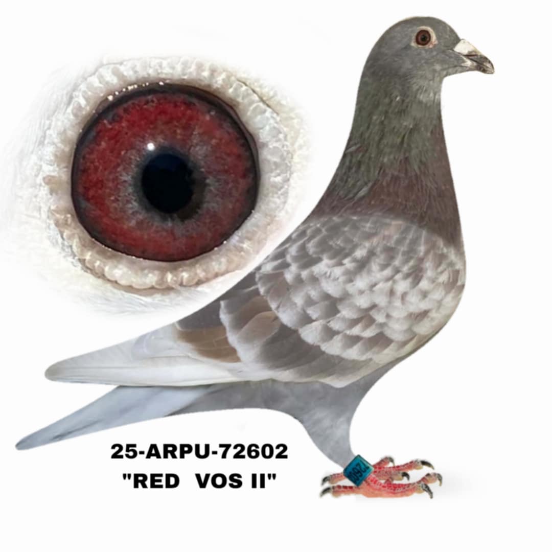 25-ARPU-72602 Red Check Cock.