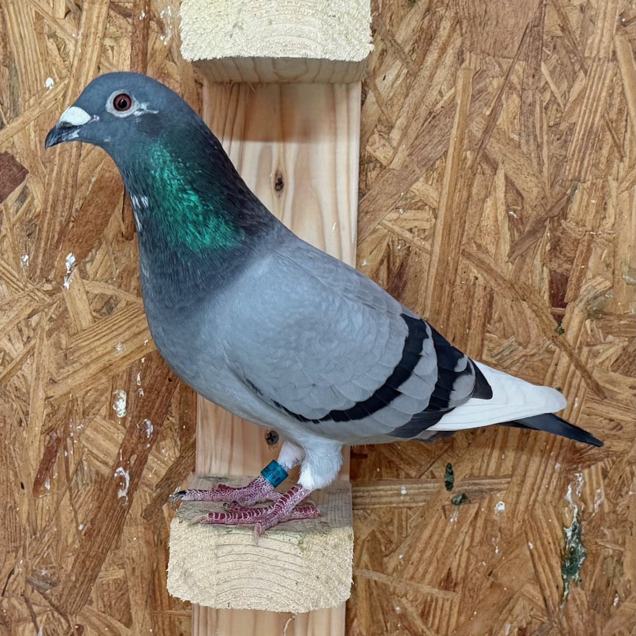 AU 25 GBL 503 BBSPL Cock
