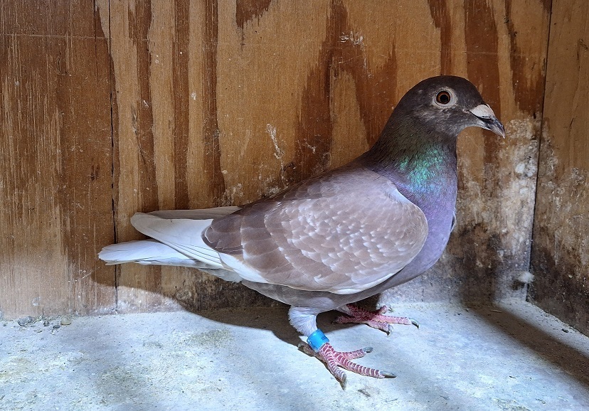  IF 2025 NLI 774 RC Hen PURE GEBR. JANSSEN ARENDONK