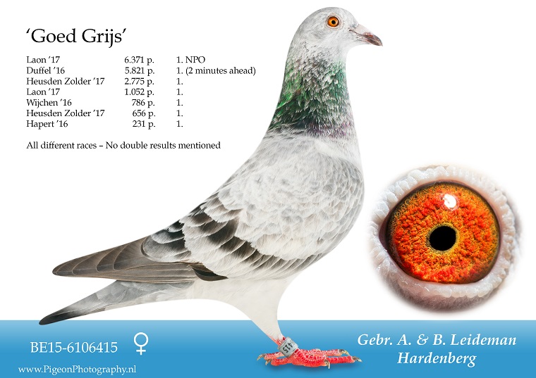 NL2024-8060795 
“MISTER GRIJS" CHEQUER COCK