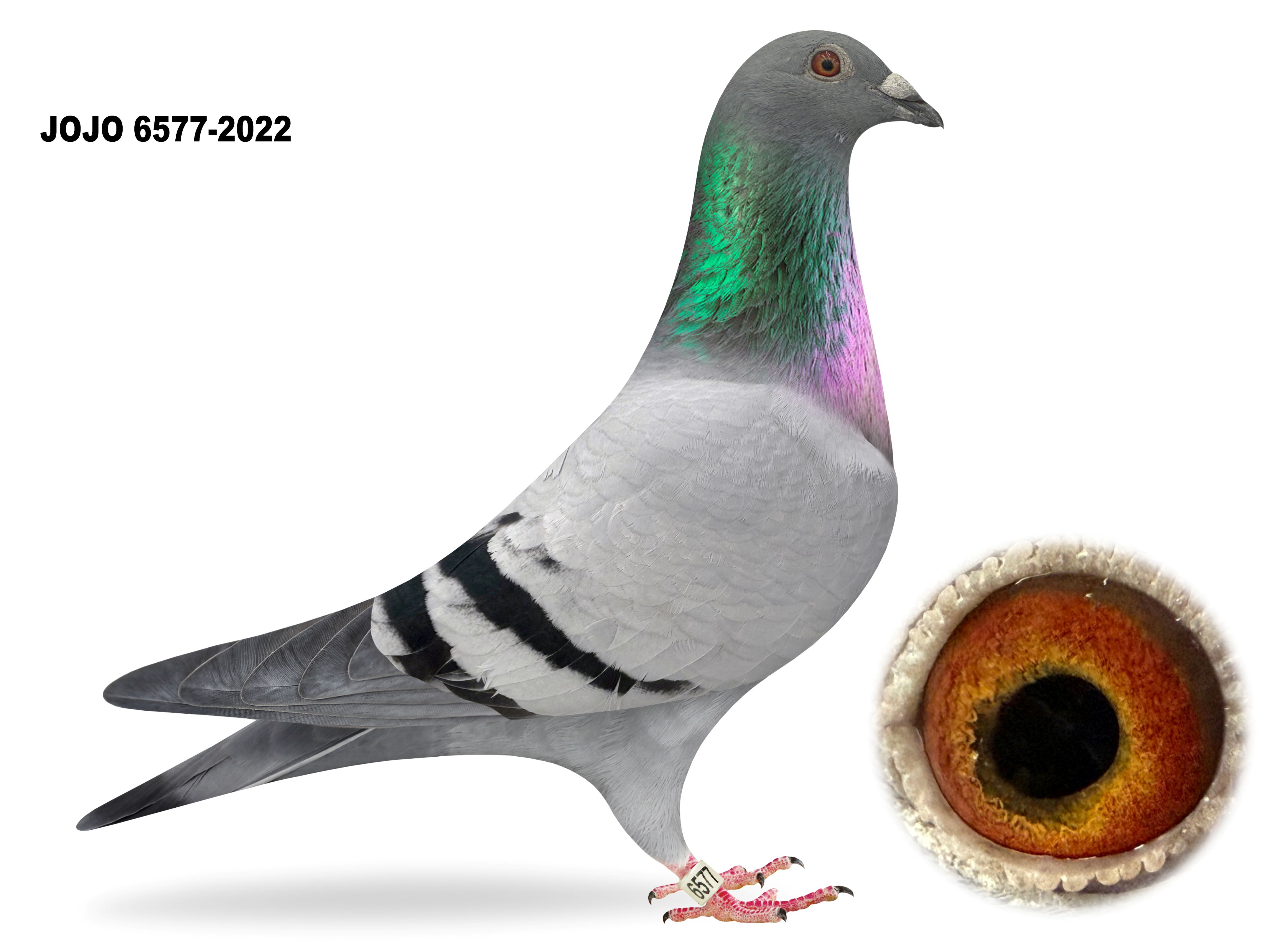 Preview Image 6