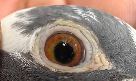 Preview Image 4