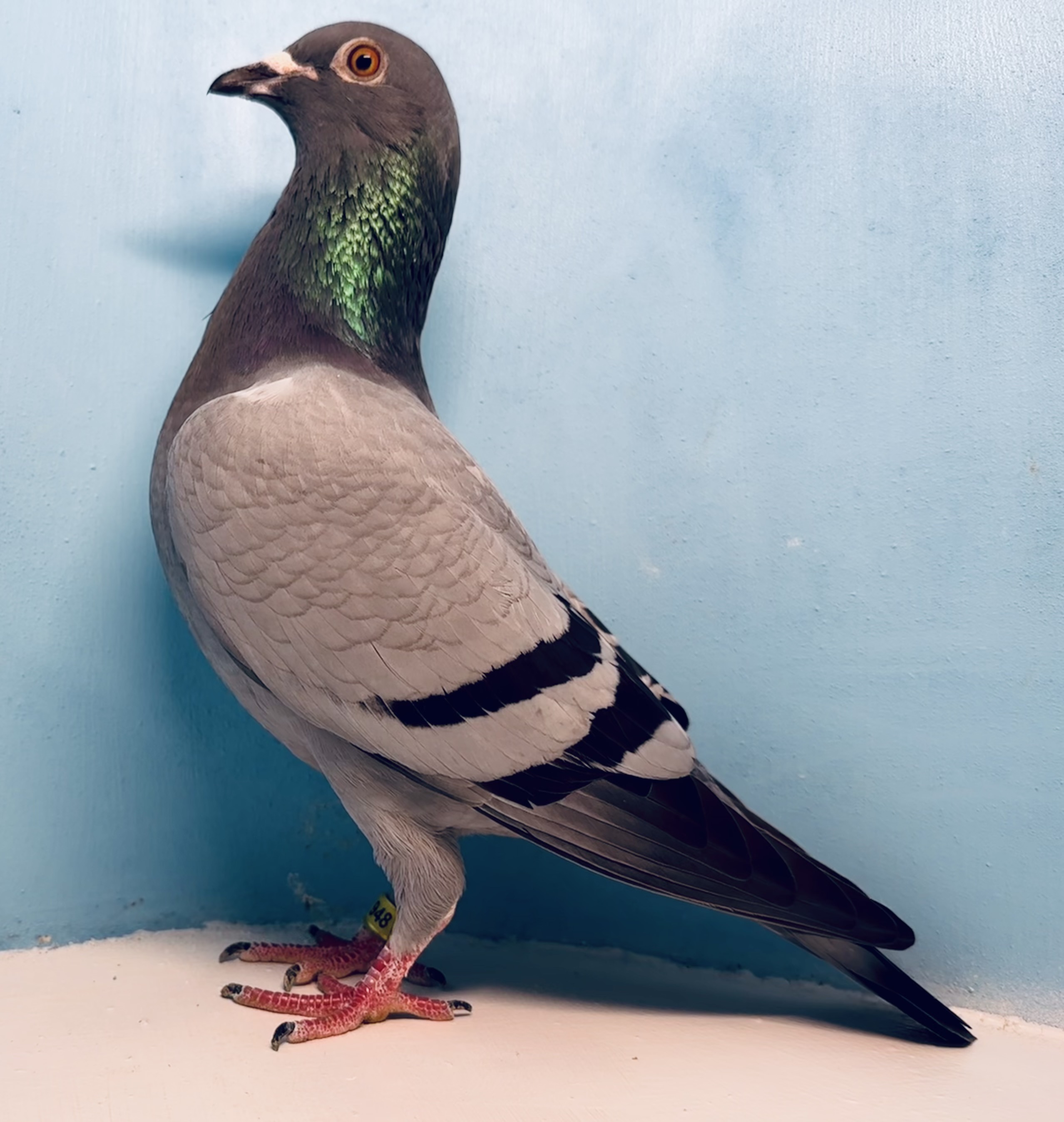 IF 2025 CFL 948 bb hen