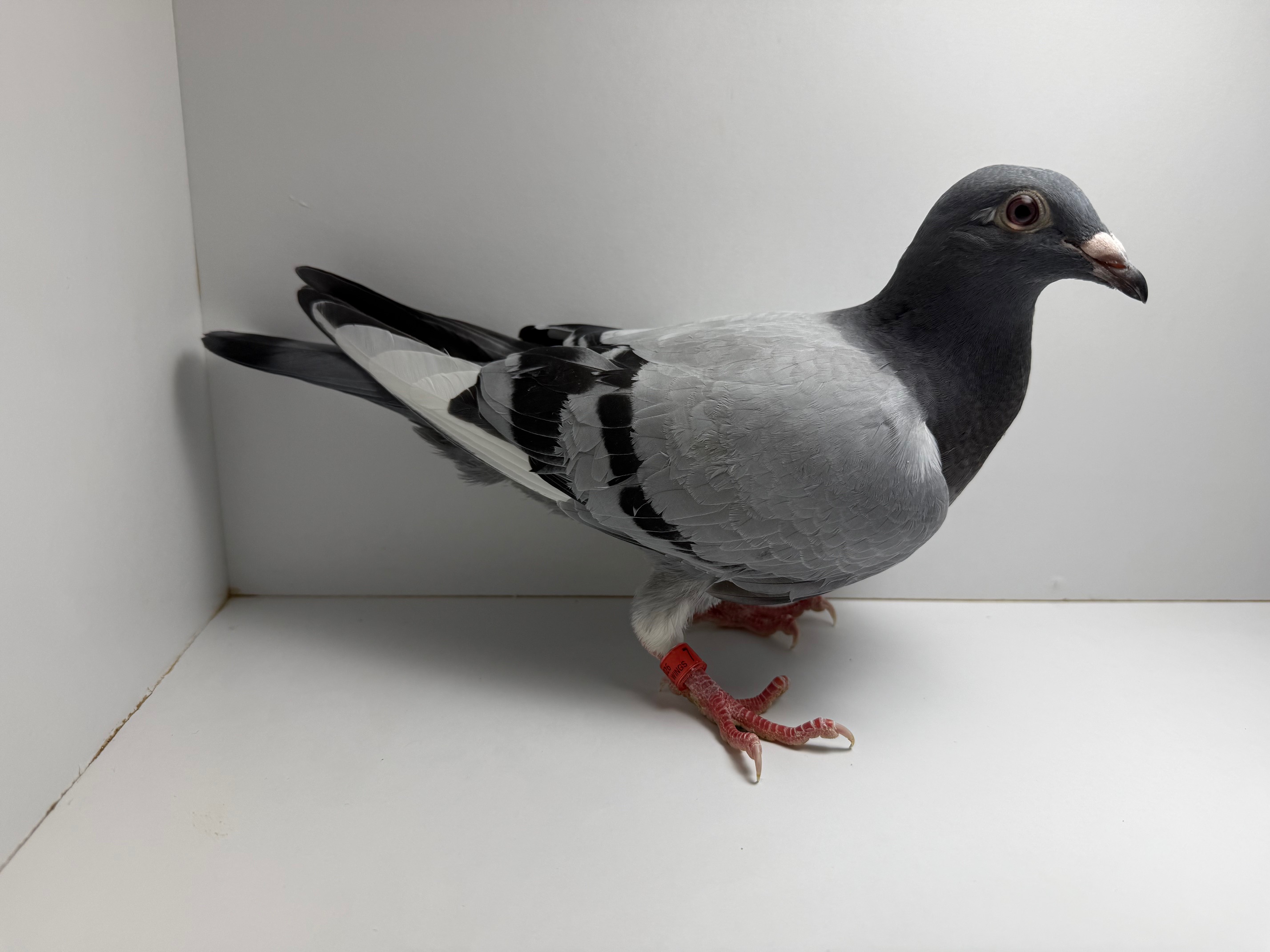 Very inbred Raven and Night Angel Family