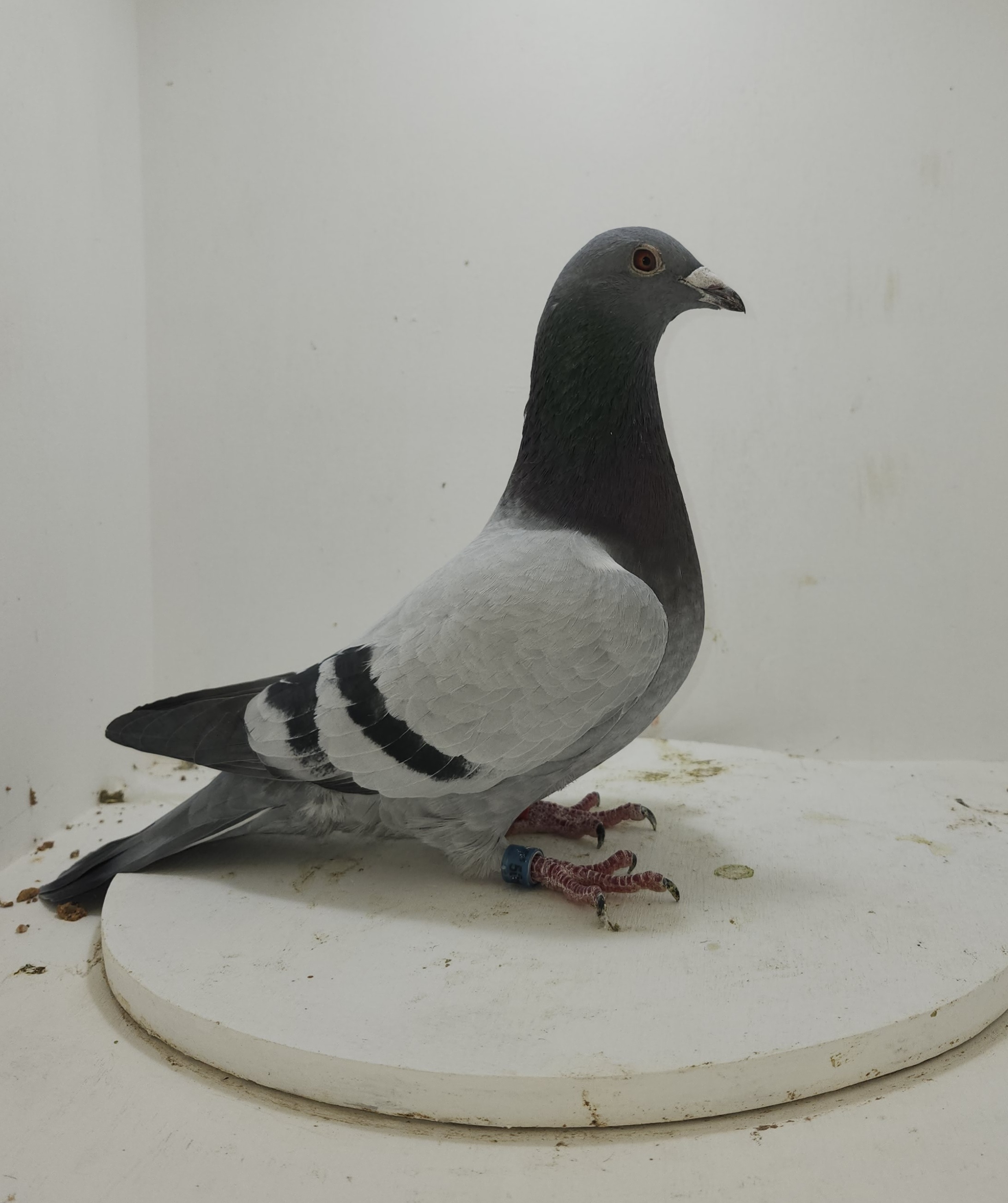 Phillips Family Loft