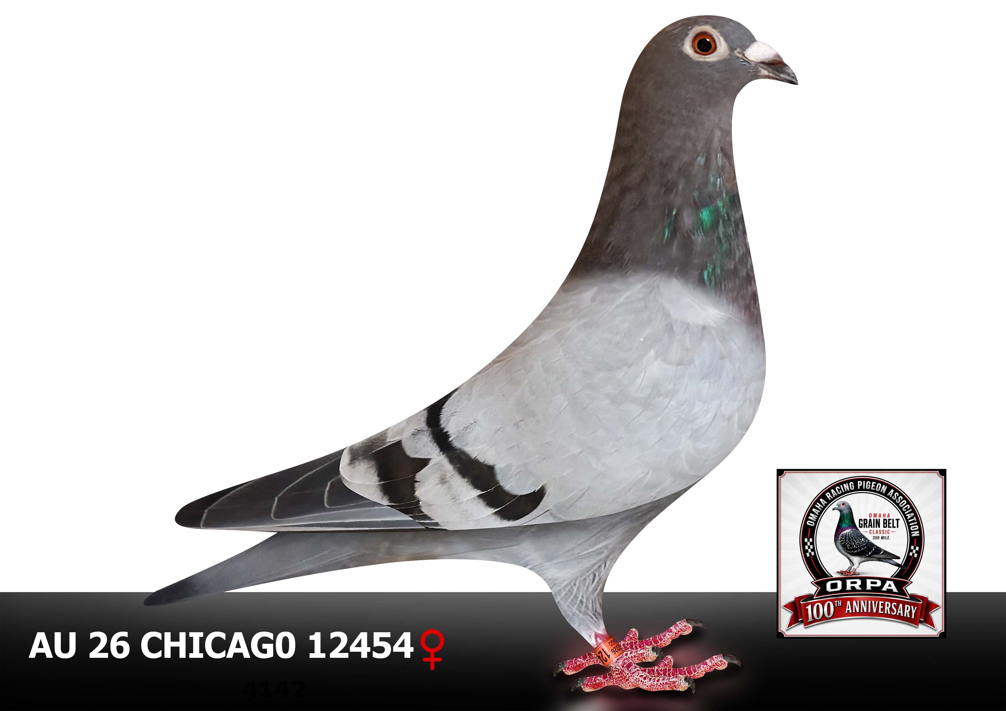 AU 26 Chicago 12454 Hen