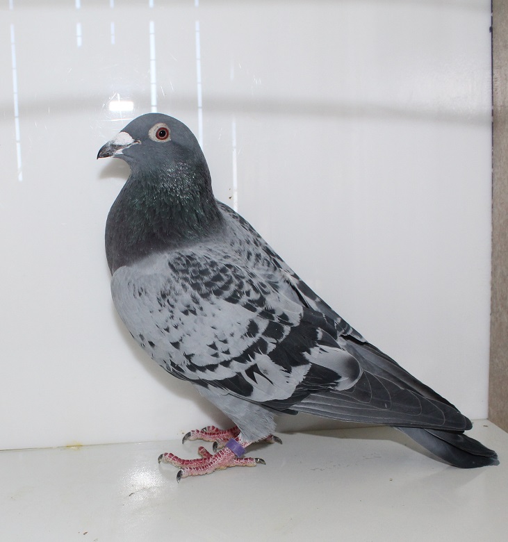 AU 22 SHA 4196 BC COCK
