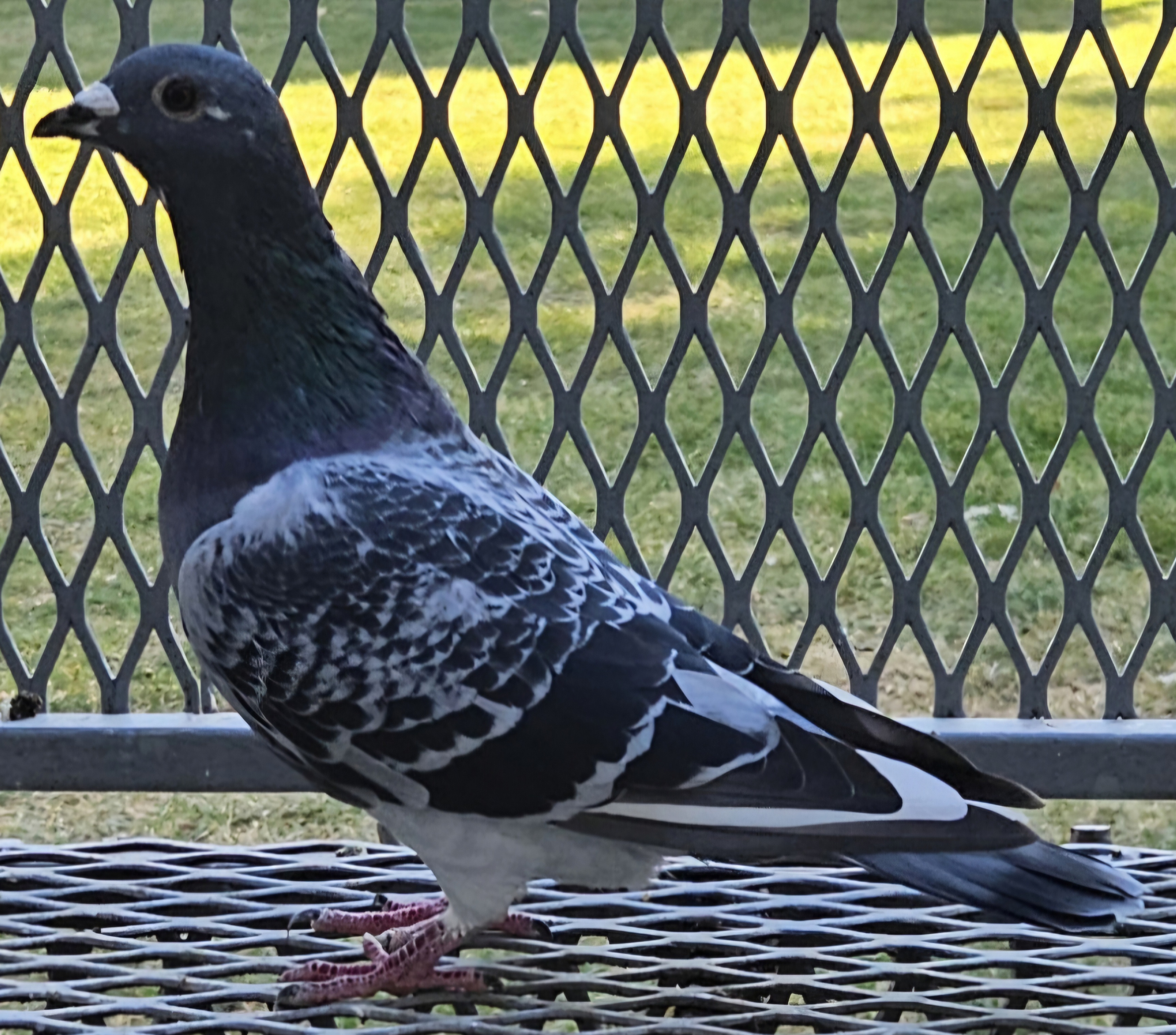 iPigeon.com - Racing Pigeon Auction