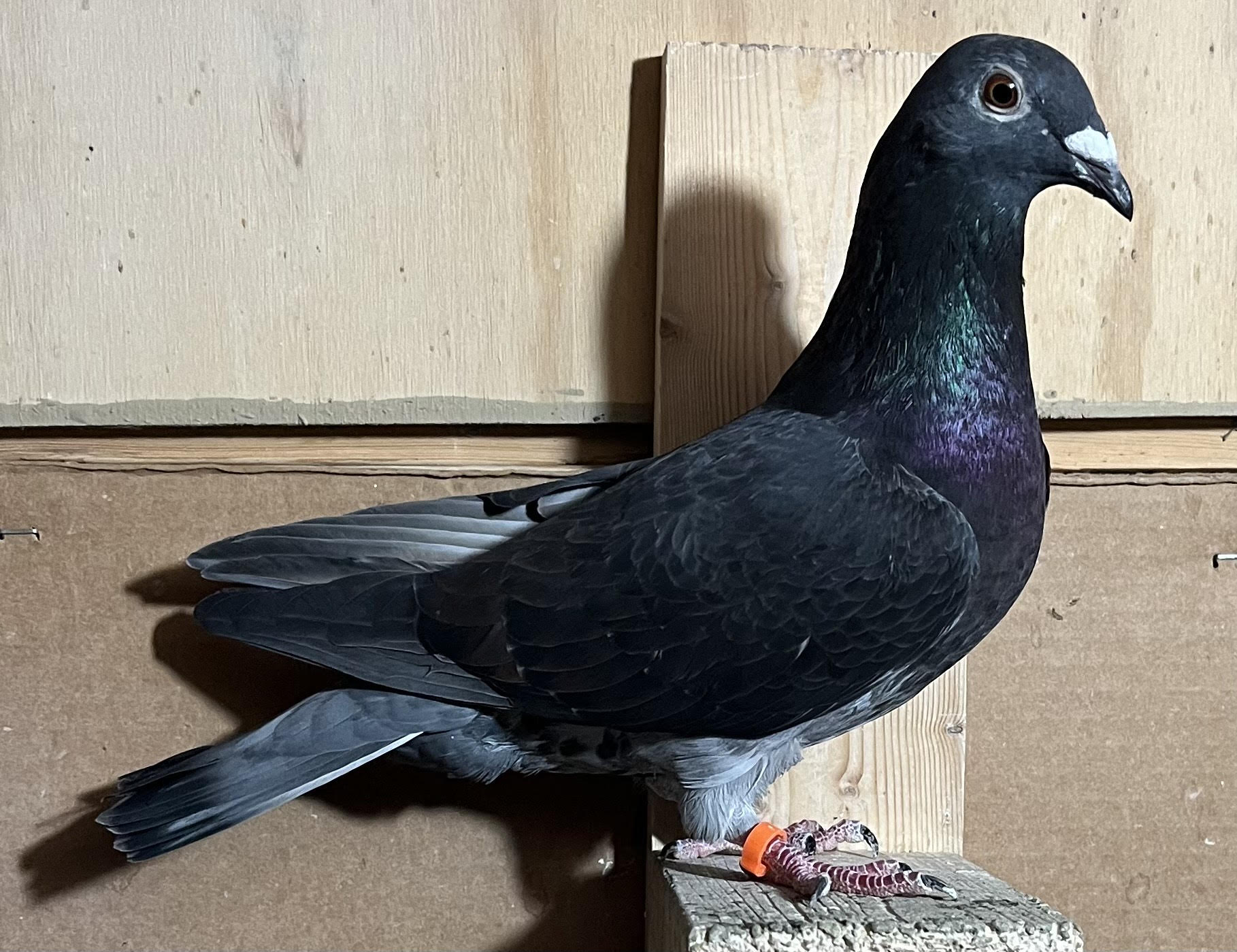 IF-25-SQC676 DC Hen