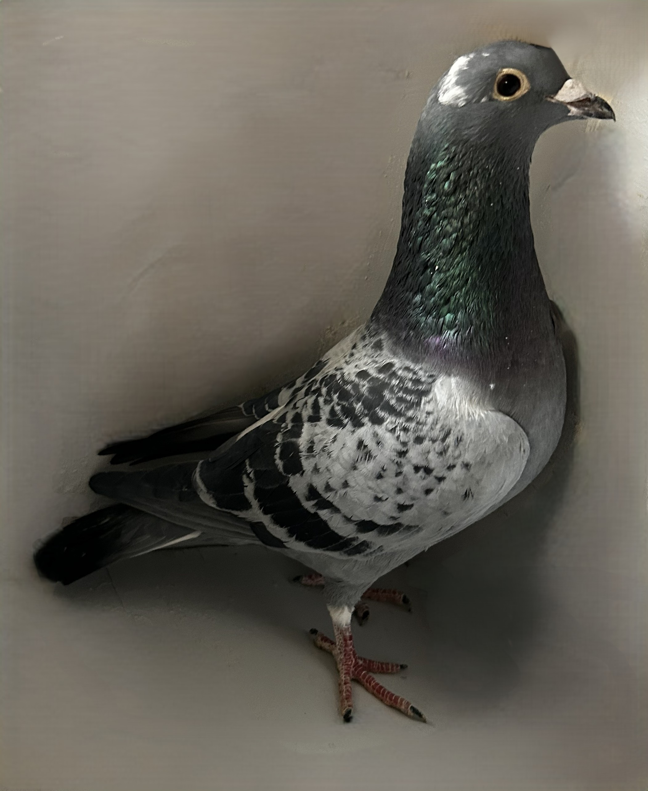 2025 Neil 56186 Inbreed 