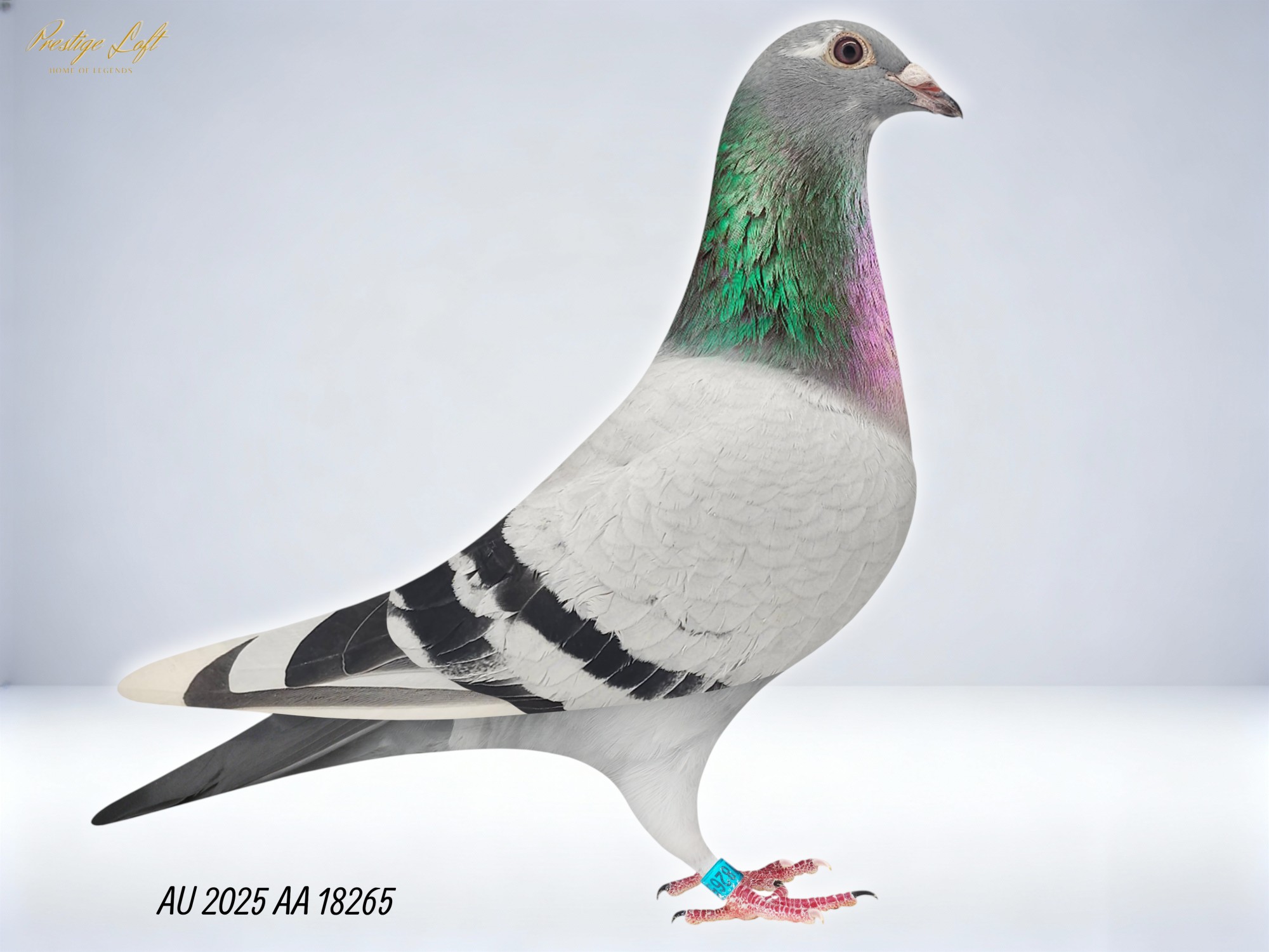  A Very Nice Hen, Devriendt Janssen Based