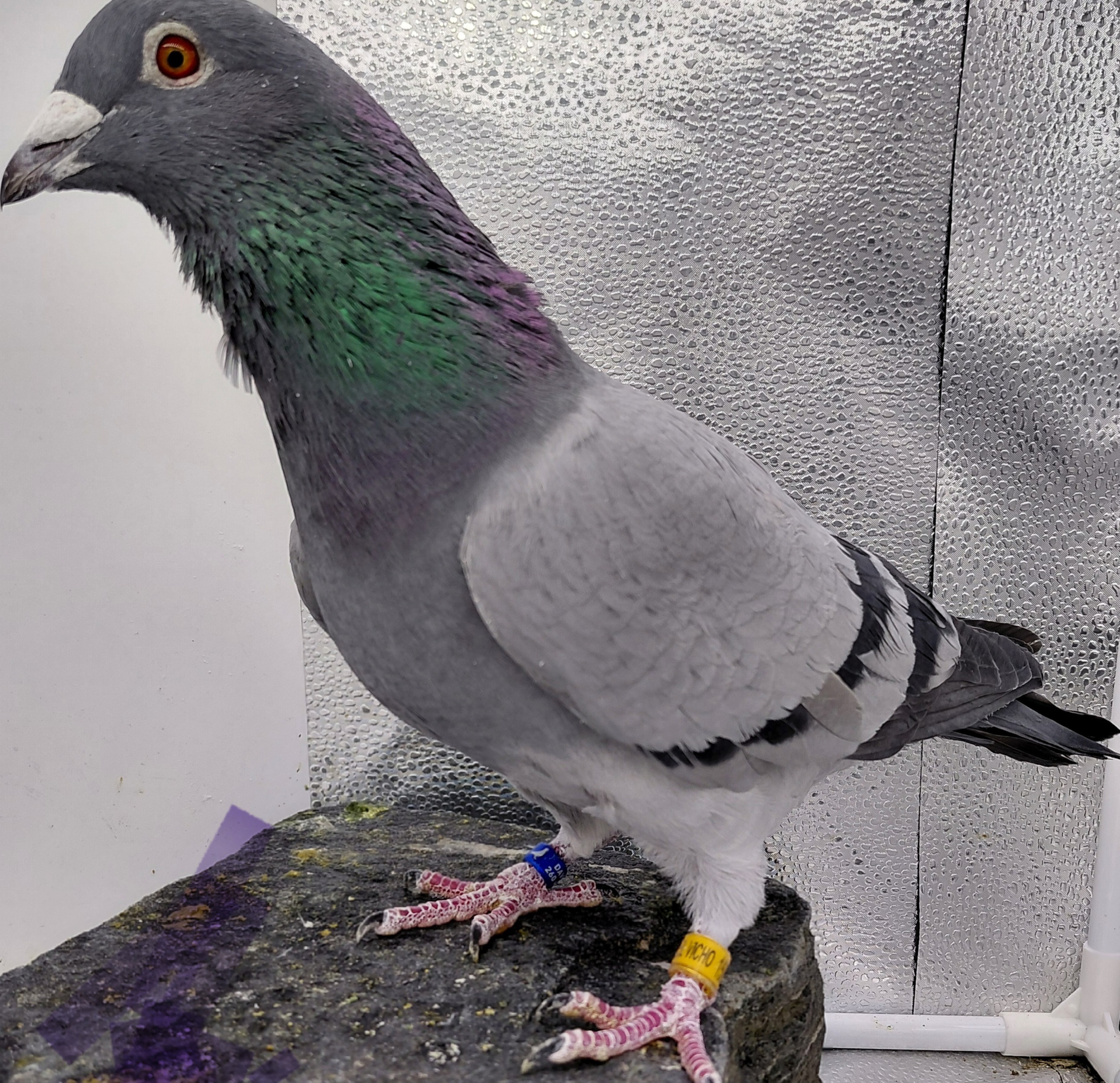 1560 EL VICHO 23 PENCIL C