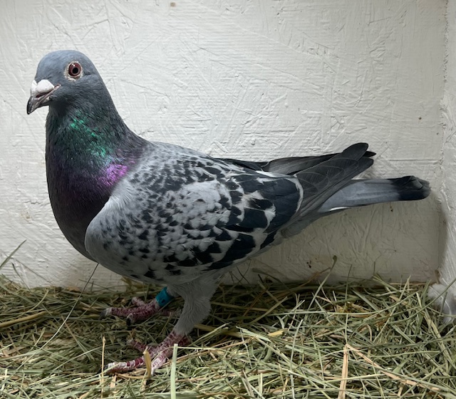 25-CDR-5964 Blue Check Hen