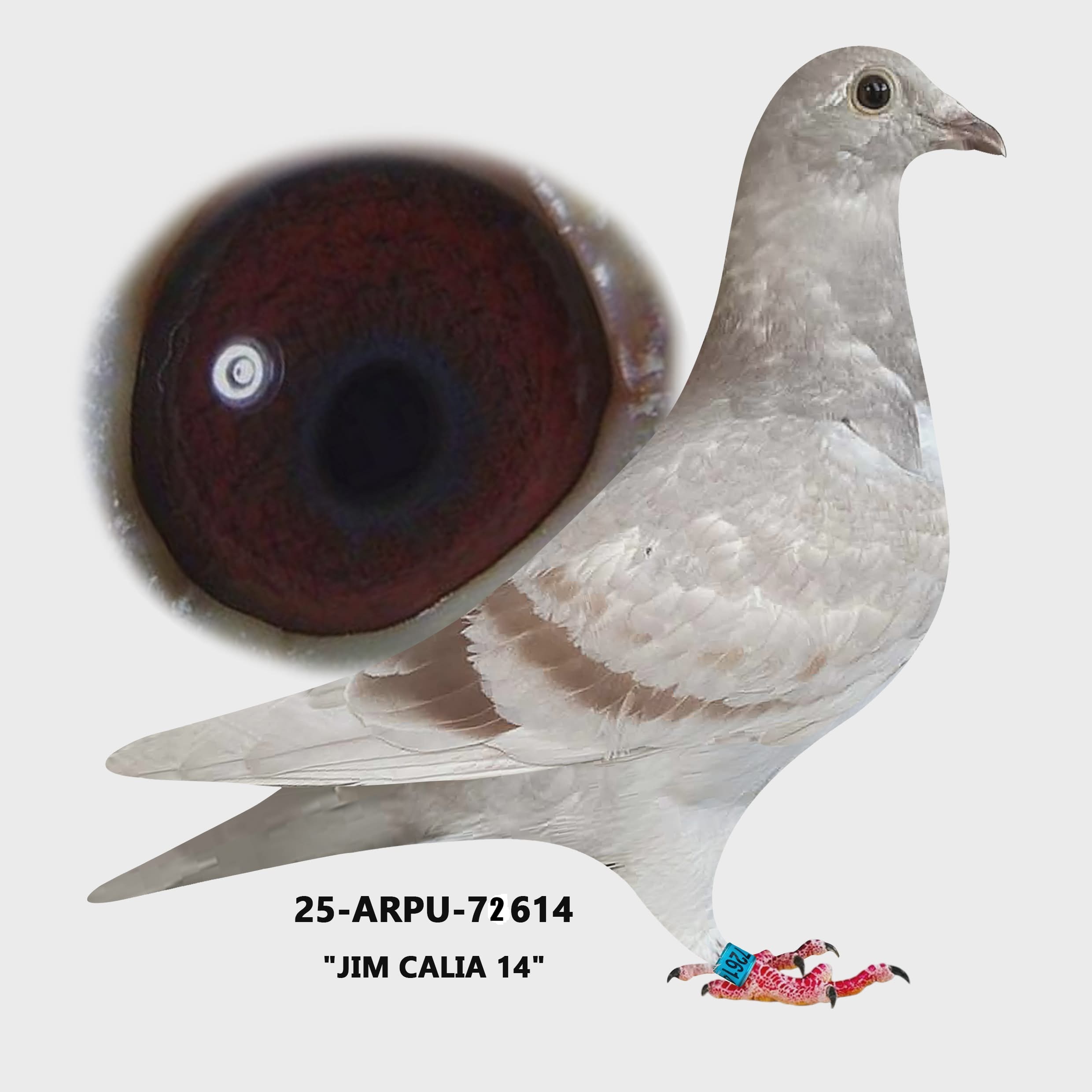 25-ARPU-72614 Silver.