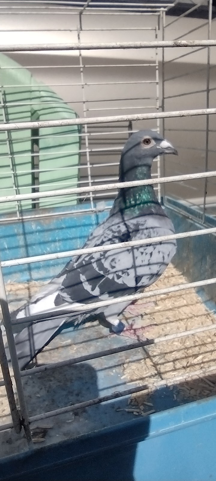 AMAZING FLYER, SVR 2024 FOYS 514 AU BLUE CHECK 