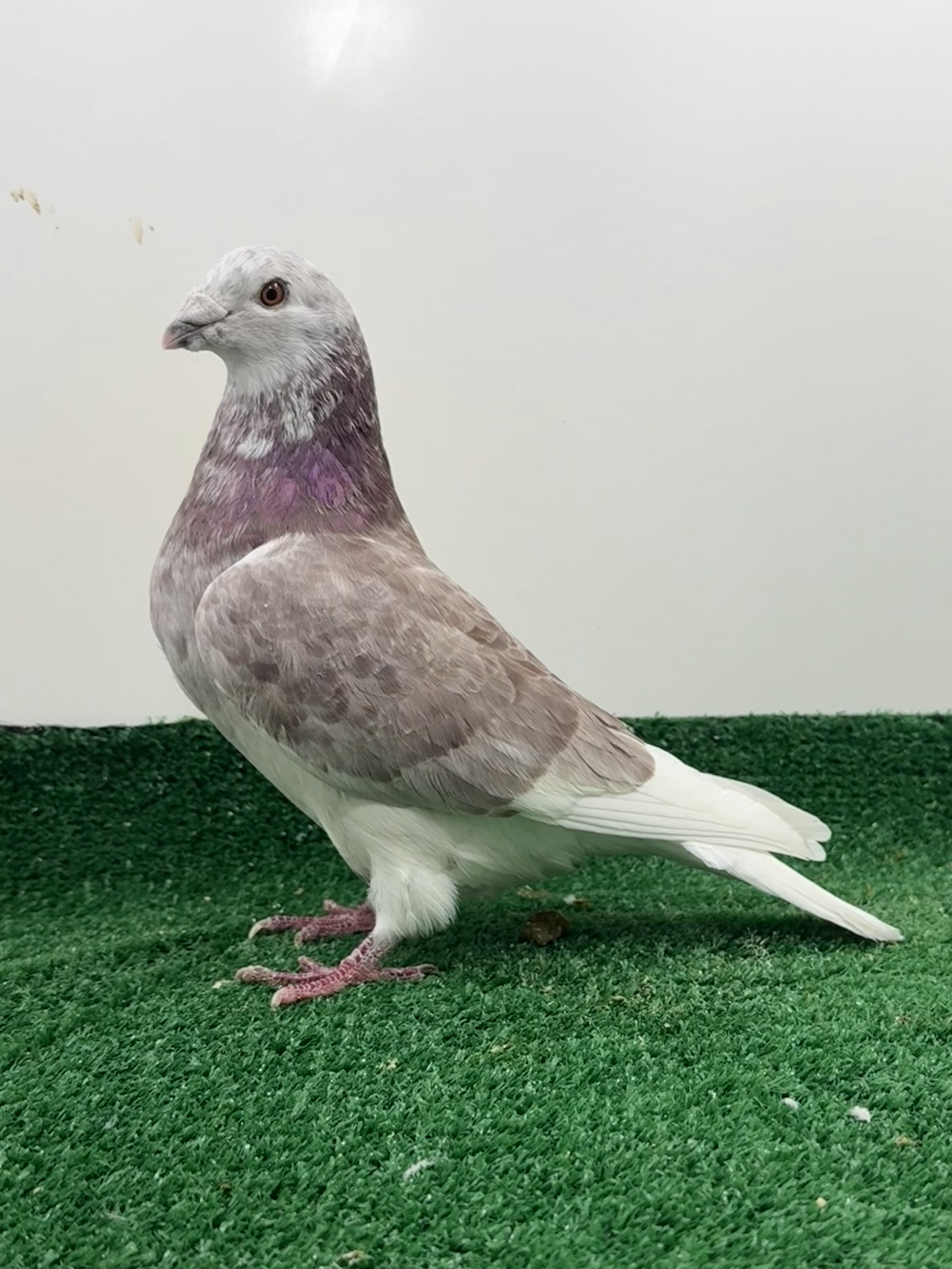 Red check Grizzle cock 