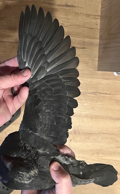 YOUNG BIRD OFF DIRECT IMPORT