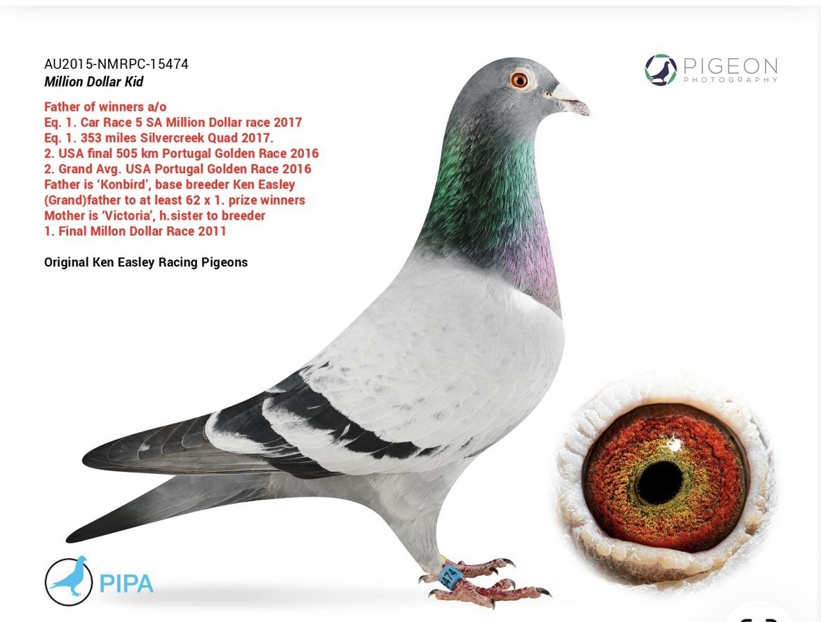 Konbird X Inbred Dbl  Granddaughter Birdy 