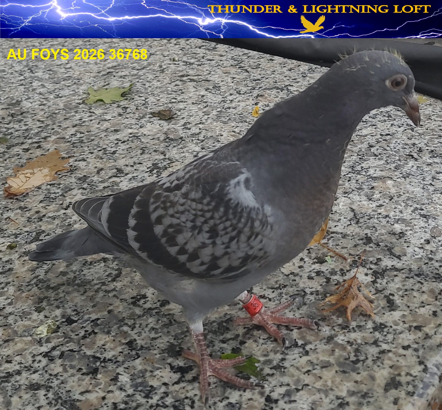 Preview Image 2
