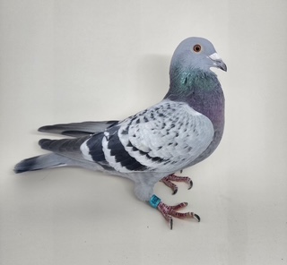 AU CHICAGO 2025 2289 COCK