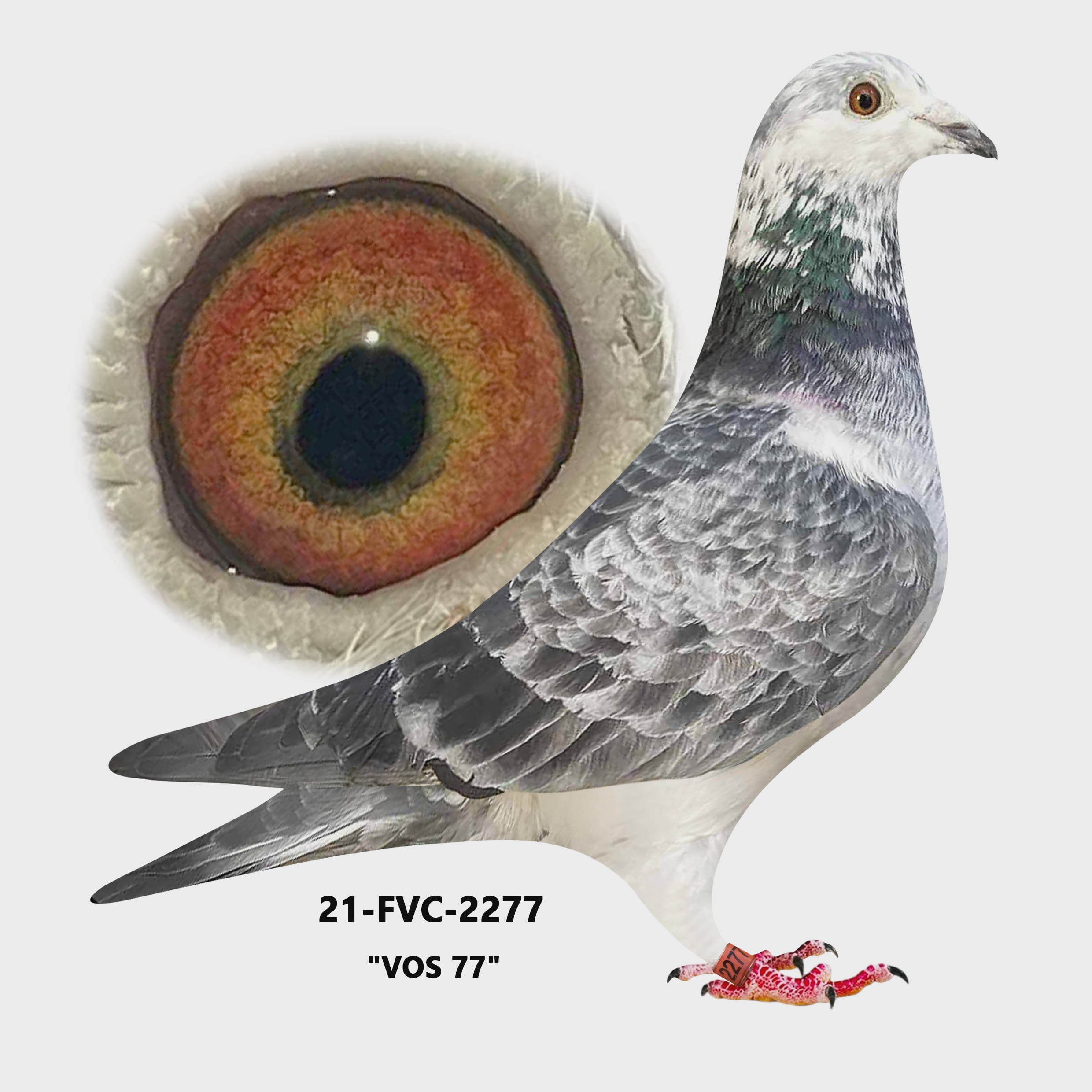 21-FVC-2277 Grizzle Cock.