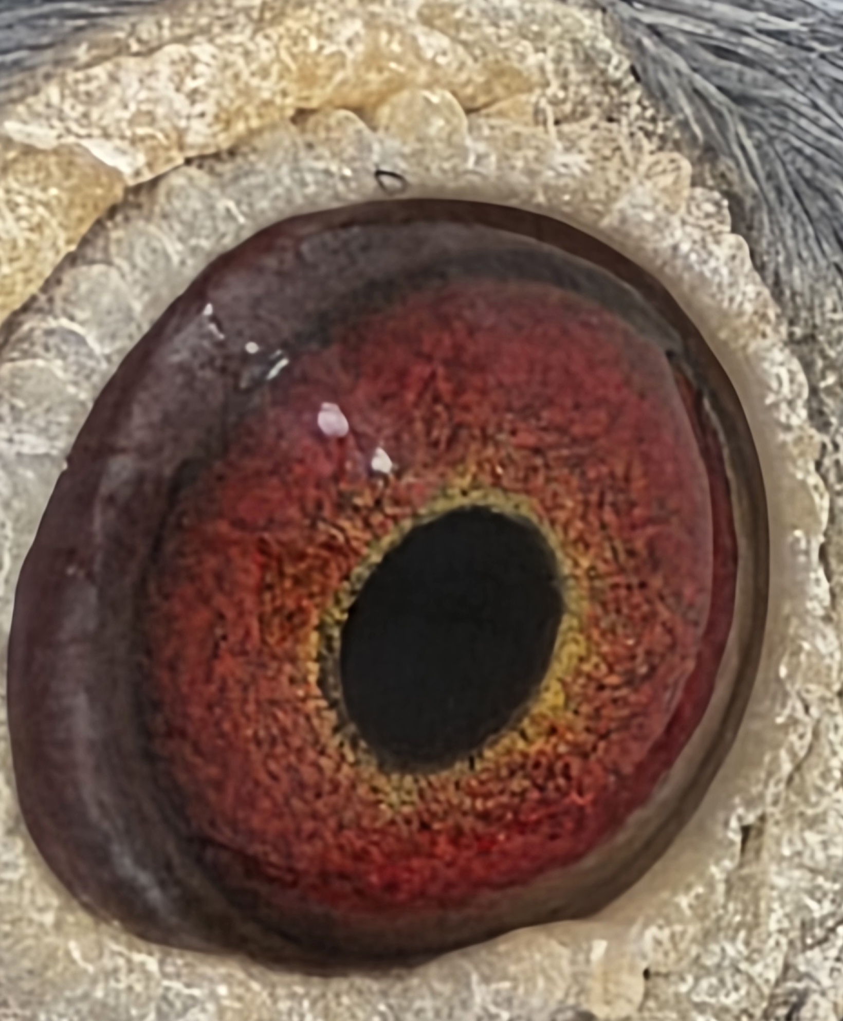 Blue Hen  Au 2020 SFL 9