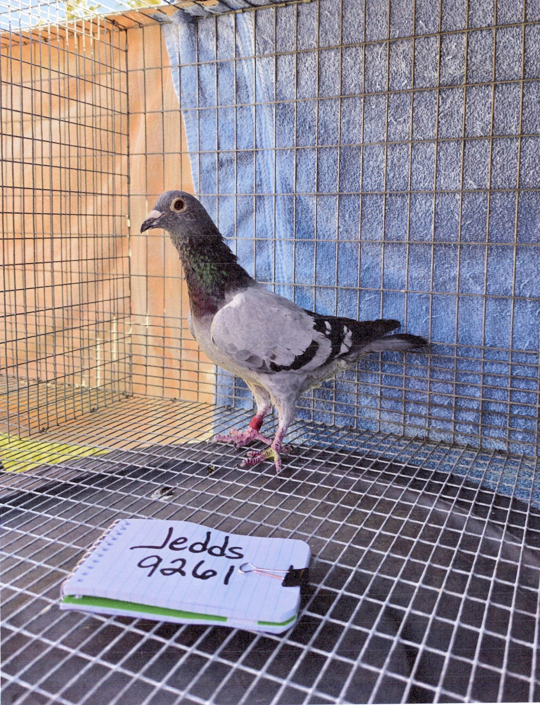 AU-2022-JEDDS-9261-BB-HEN