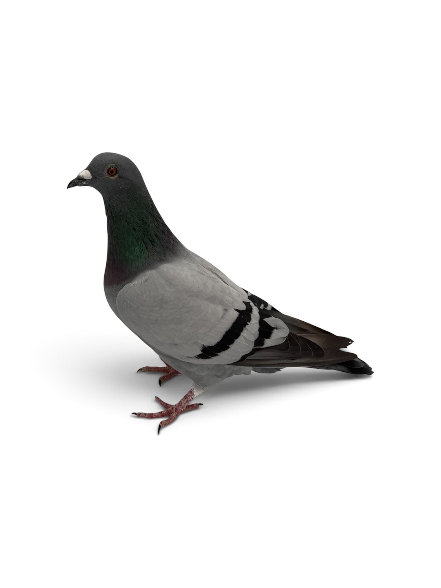 Out of our Key Breeders
