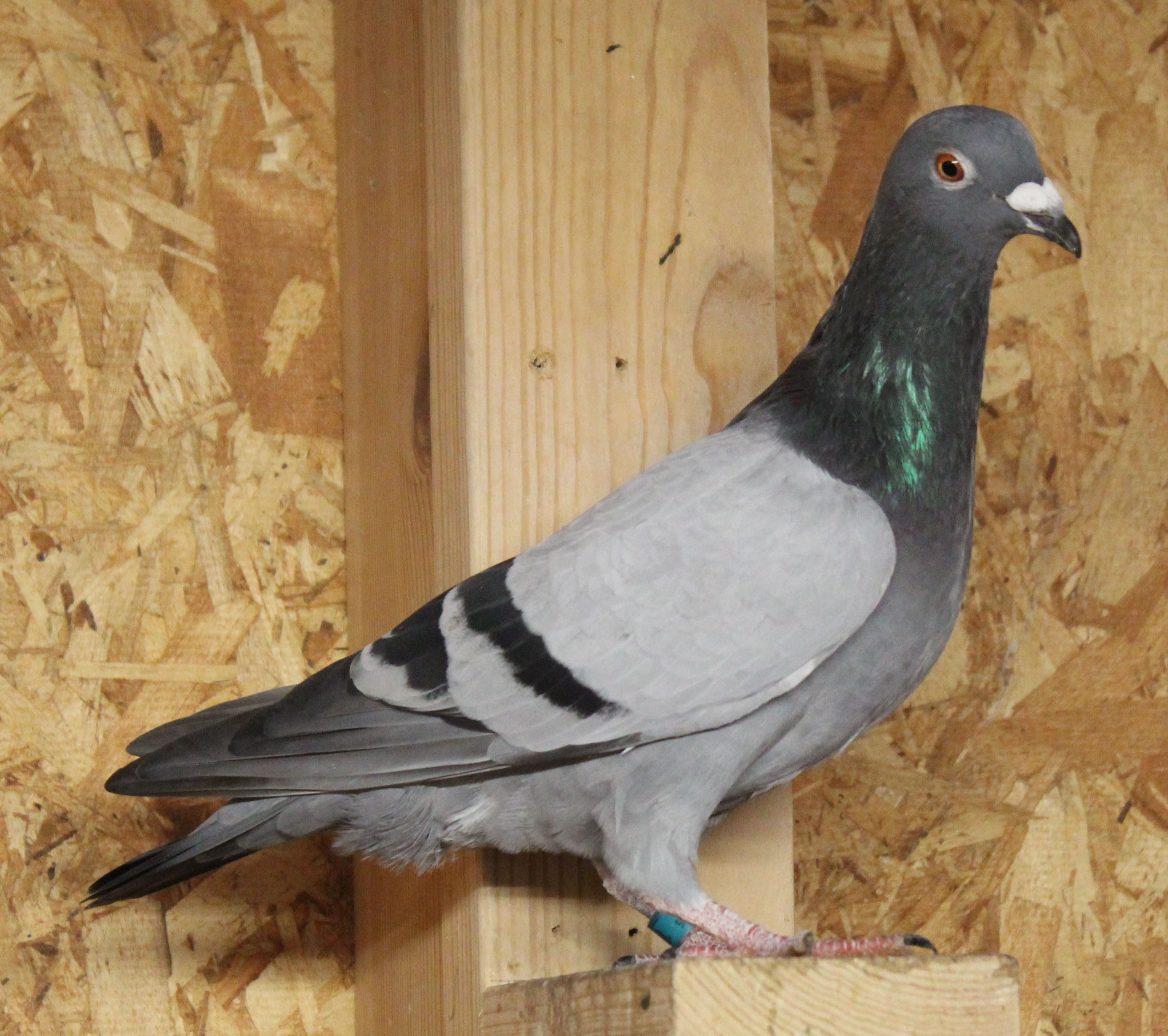 Kannibaal Gaby Rudi de Saer