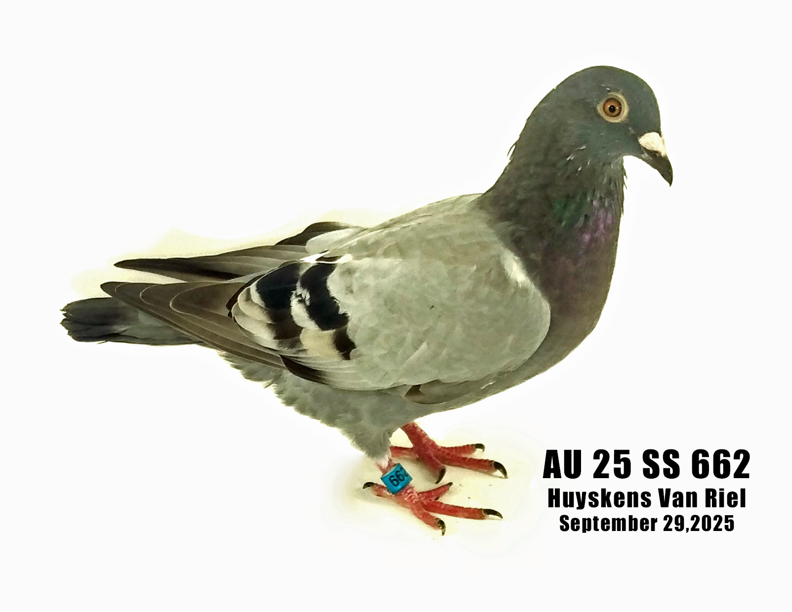 AU 25 SS 662 100% Huyskens Van Riel