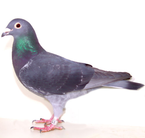 AU 22 SKY 72 VELVET HEN