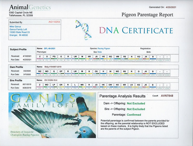 THOMAS 6 (Porsche 911 Family) & RED MONKEY/VICTORIA WINNER