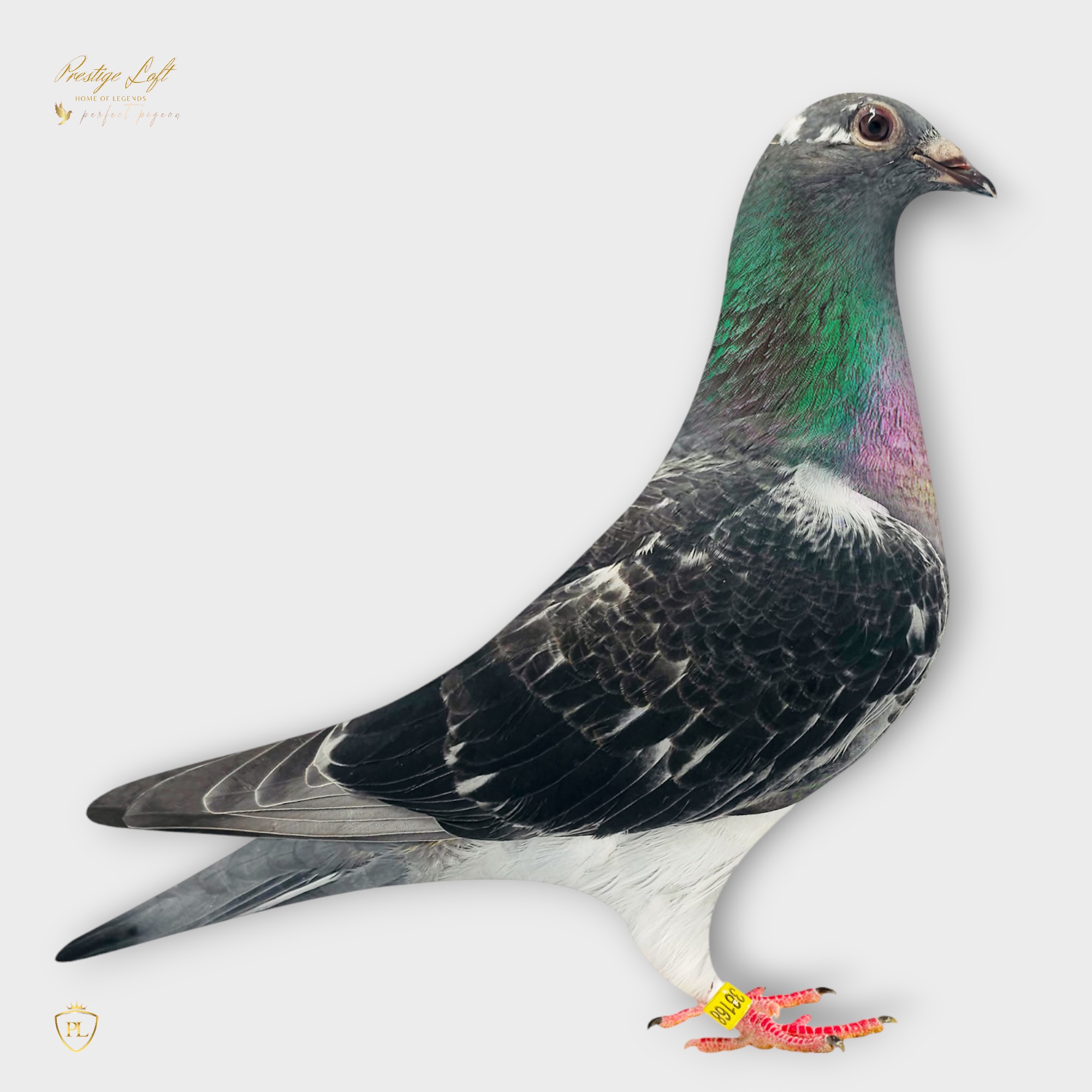 iPigeon.com - Racing Pigeon Auction