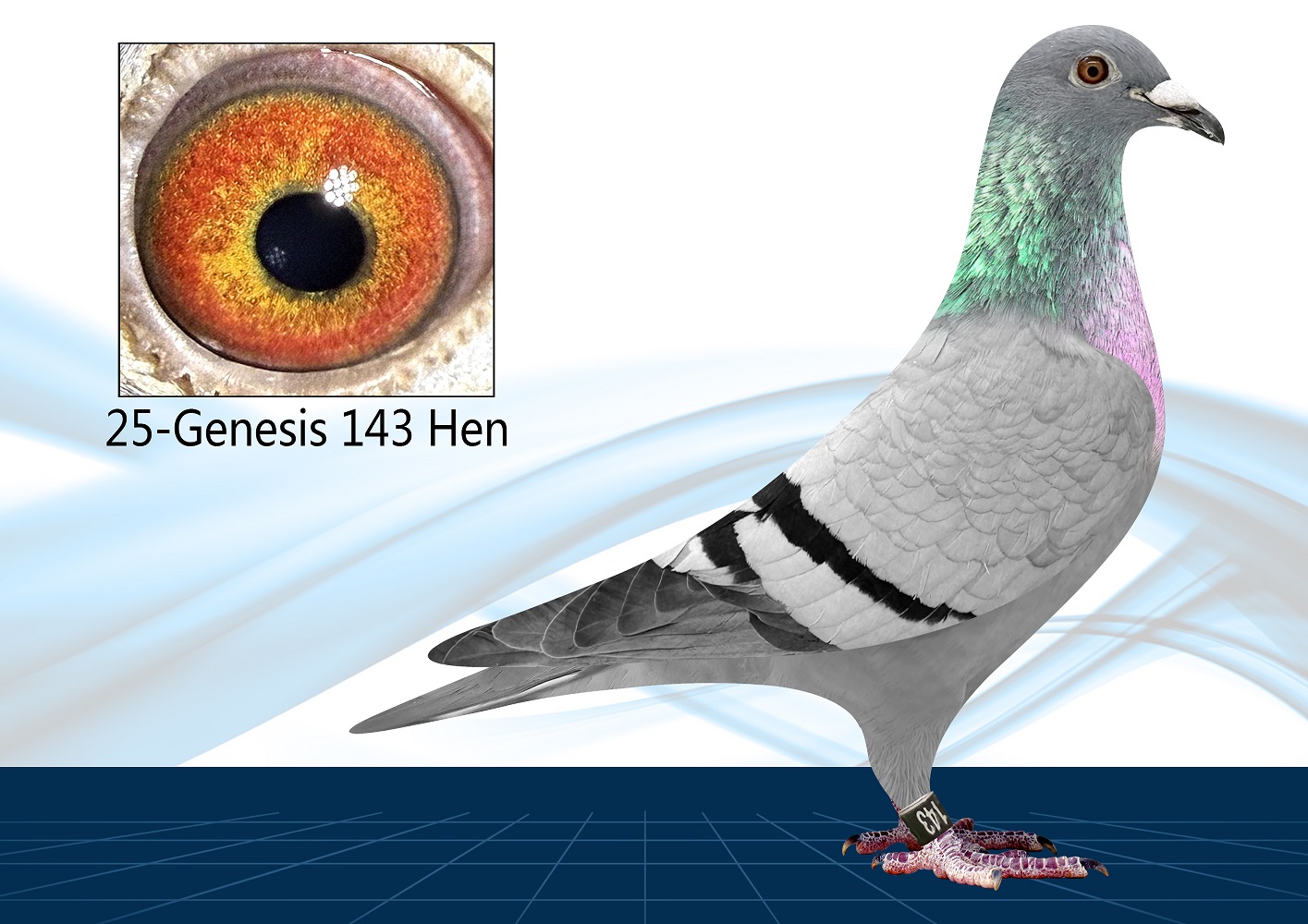 25-143(Hen) Out of Proven Pair