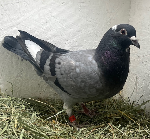 26-CDR-6920 Sltpw Cock 